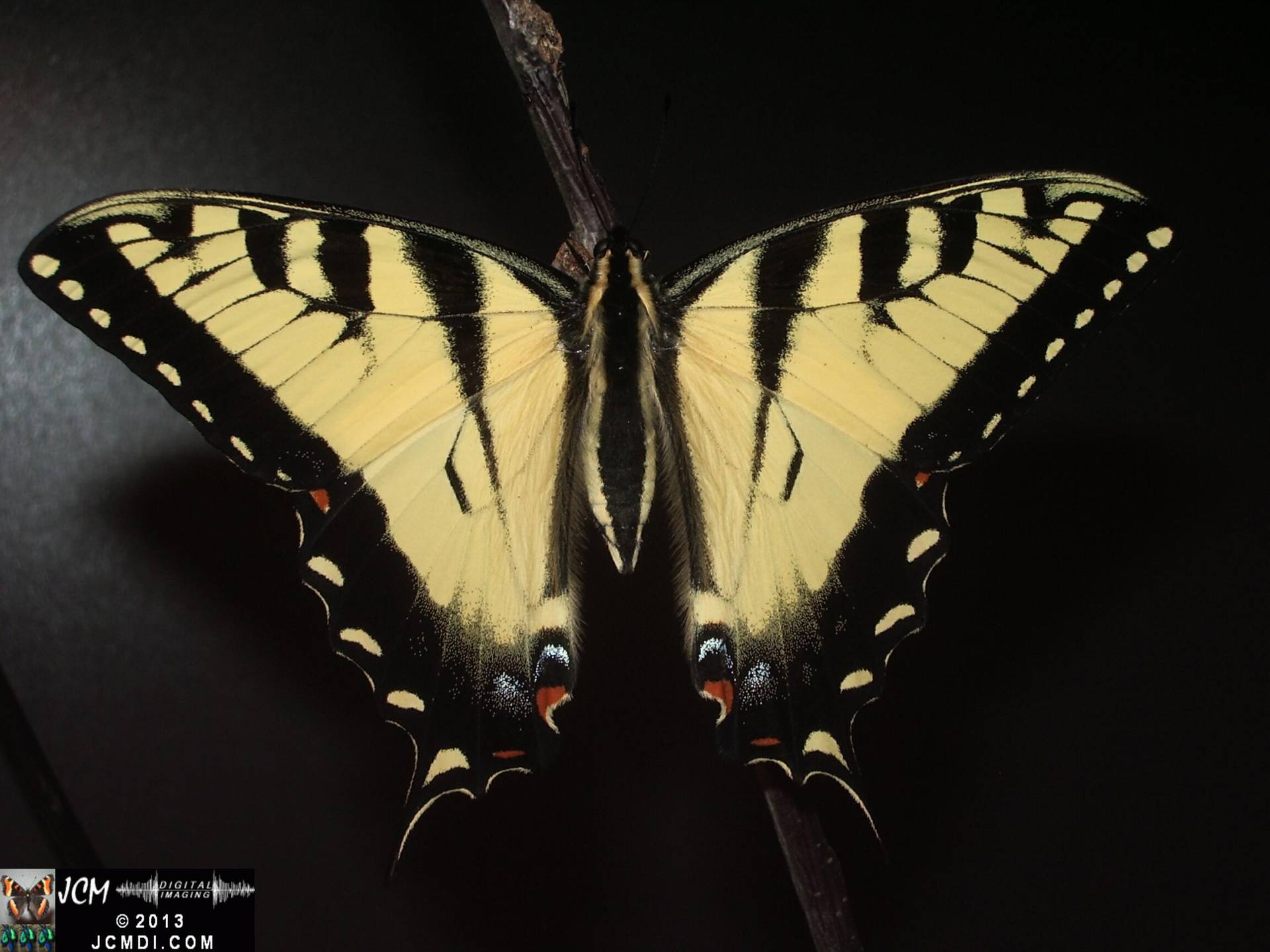 Western Tiger SwallowtIl Papilio rutulus